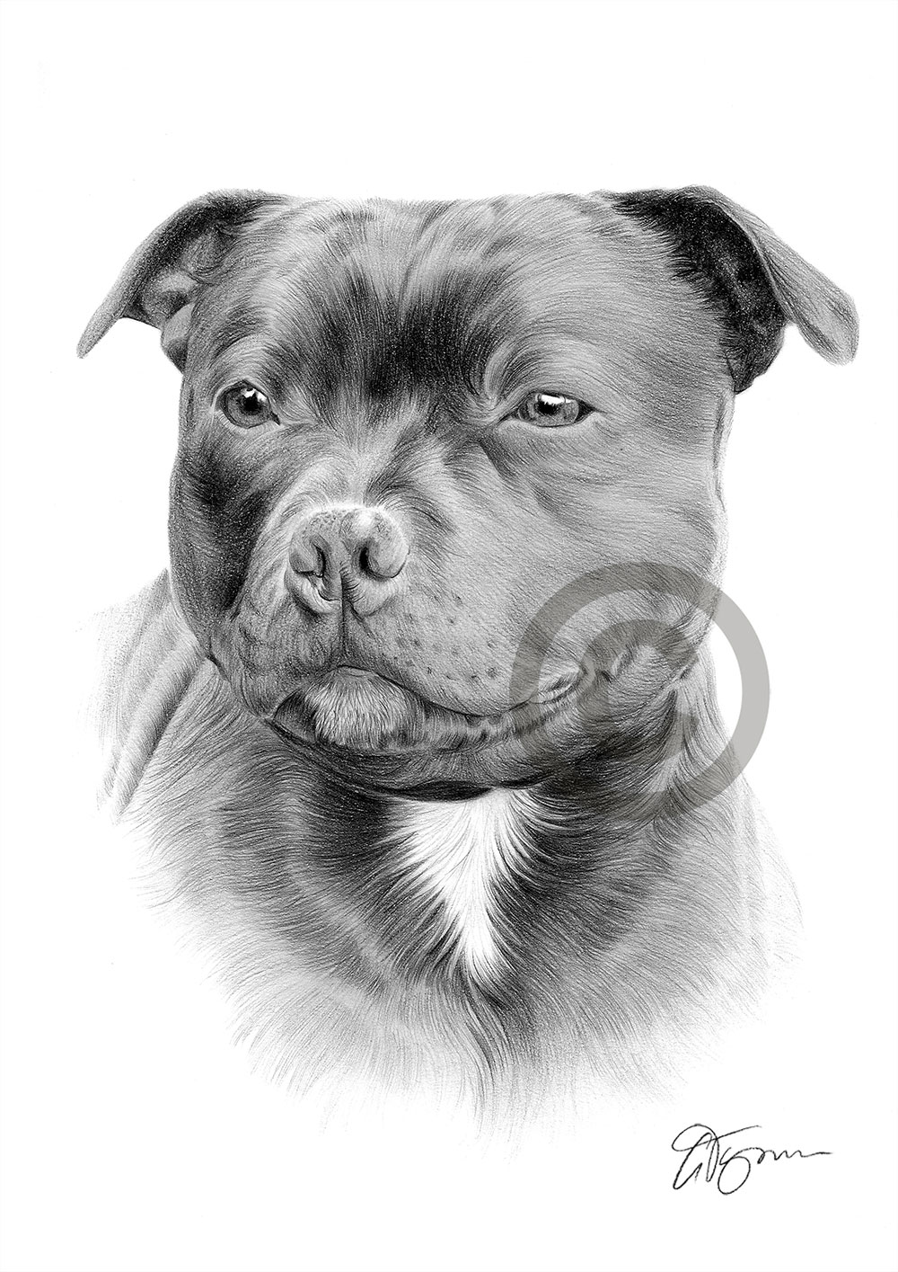Pencil drawing of a staffordshire bull terrier by artist Gary Tymon