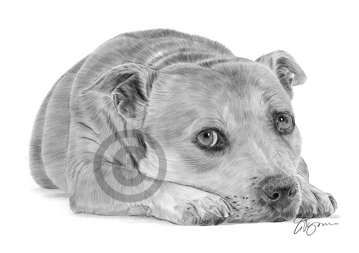 Pencil drawing of a staffordshire bull terrier in landscape by artist Gary Tymon