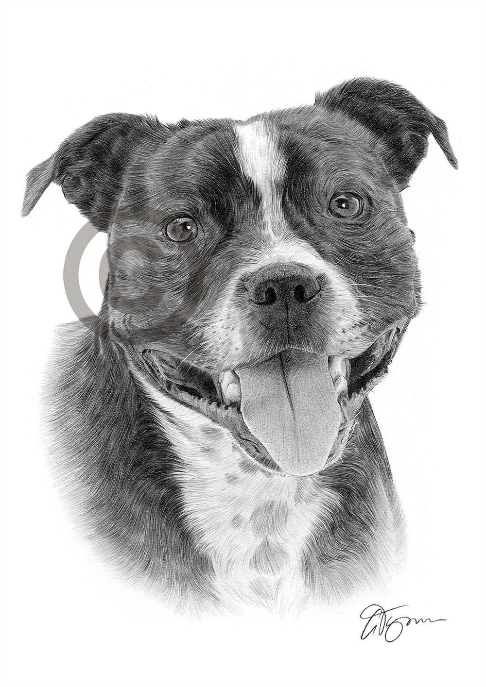 Pencil drawing of an adult staffordshire bull terrier by artist Gary Tymon