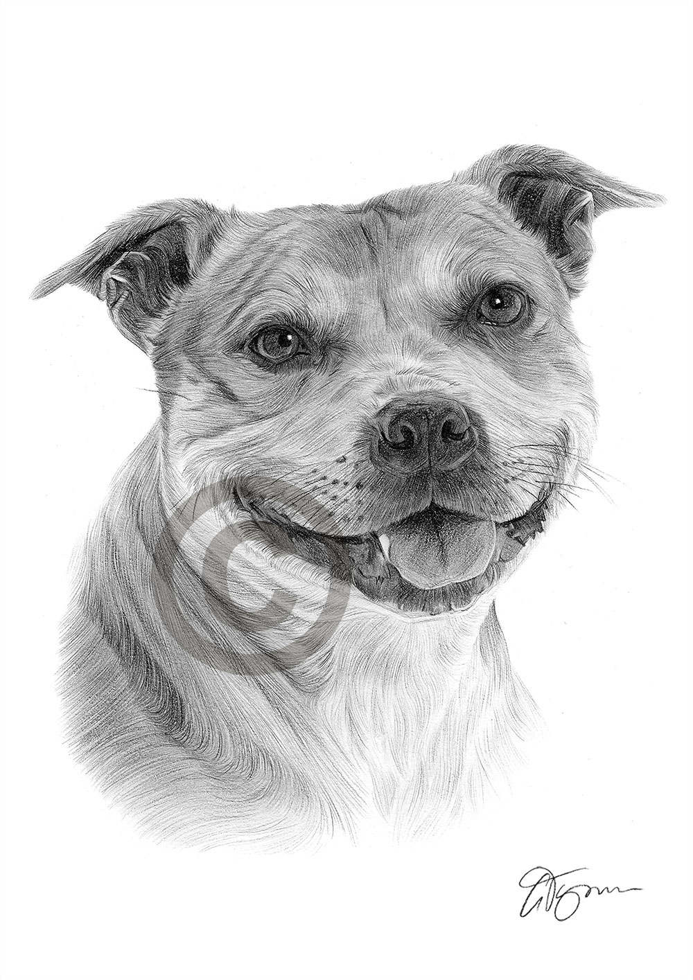 Pencil drawing of a young staffordshire bull terrier by artist Gary Tymon