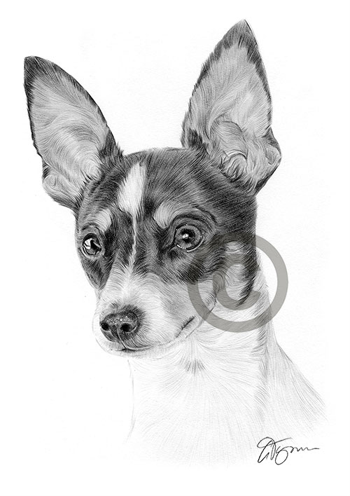 Pencil drawing of a young toy fox terrier