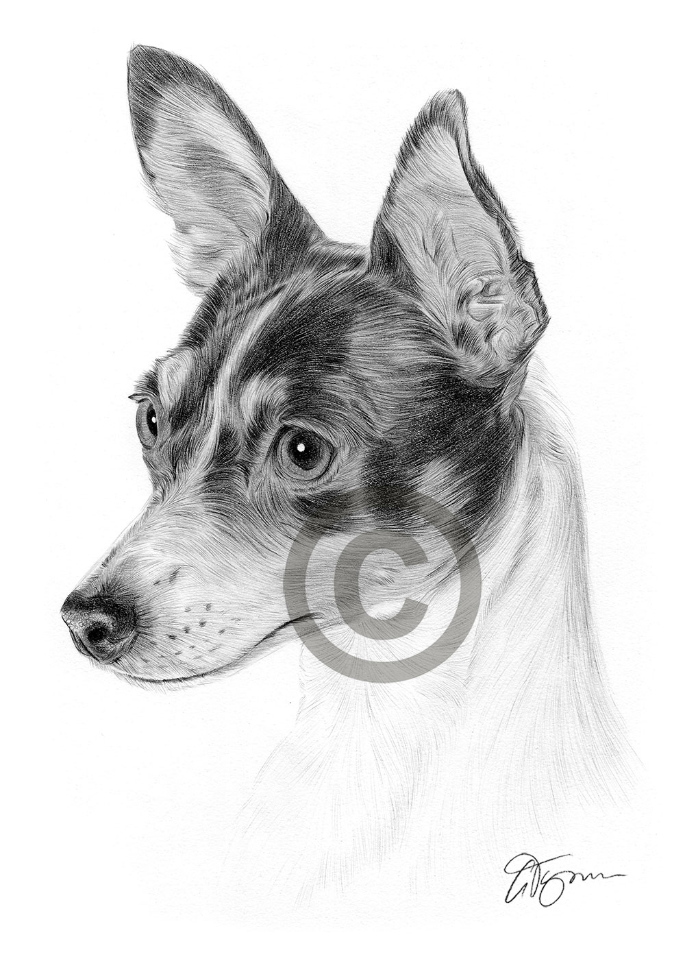 Pencil drawing of a toy fox terrier by artist Gary Tymon