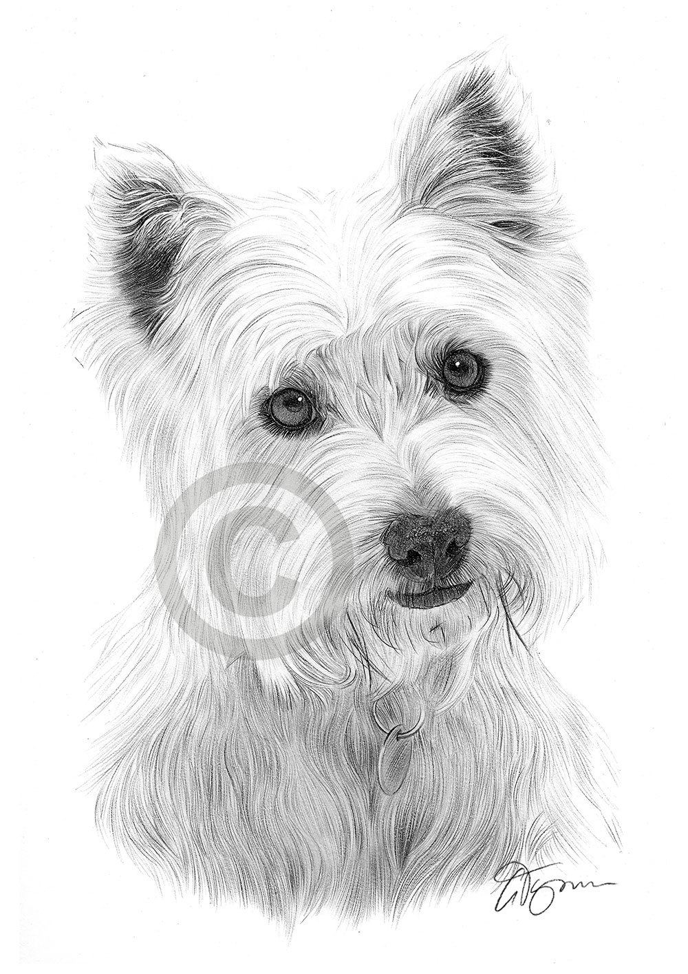 Pencil drawing of a young west highland white terrier by artist Gary Tymon