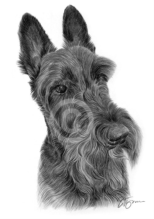 Pencil drawing of a young scottish terrier