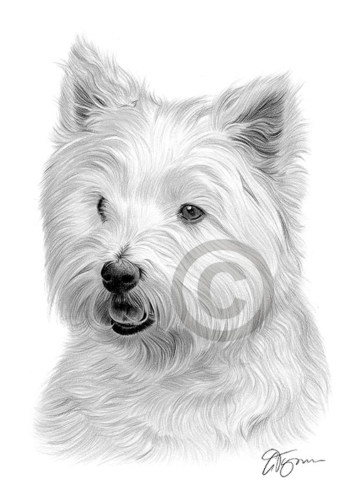 Pencil drawing of a westie terrier