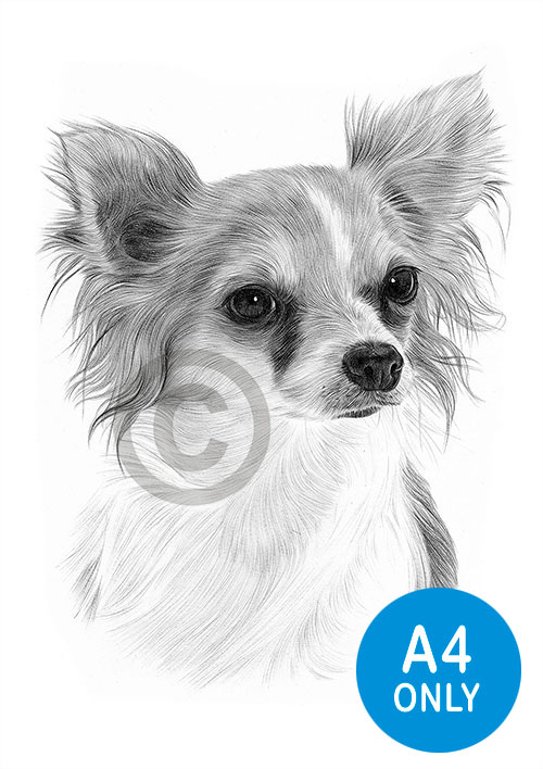 Pencil drawing of a young Chihuahua