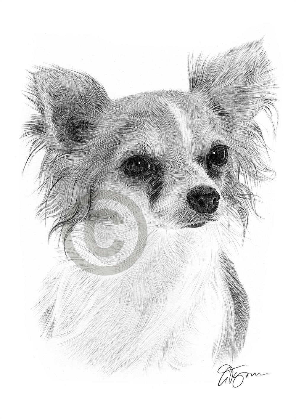 Pencil drawing of a young Chihuahua by artist Gary Tymon