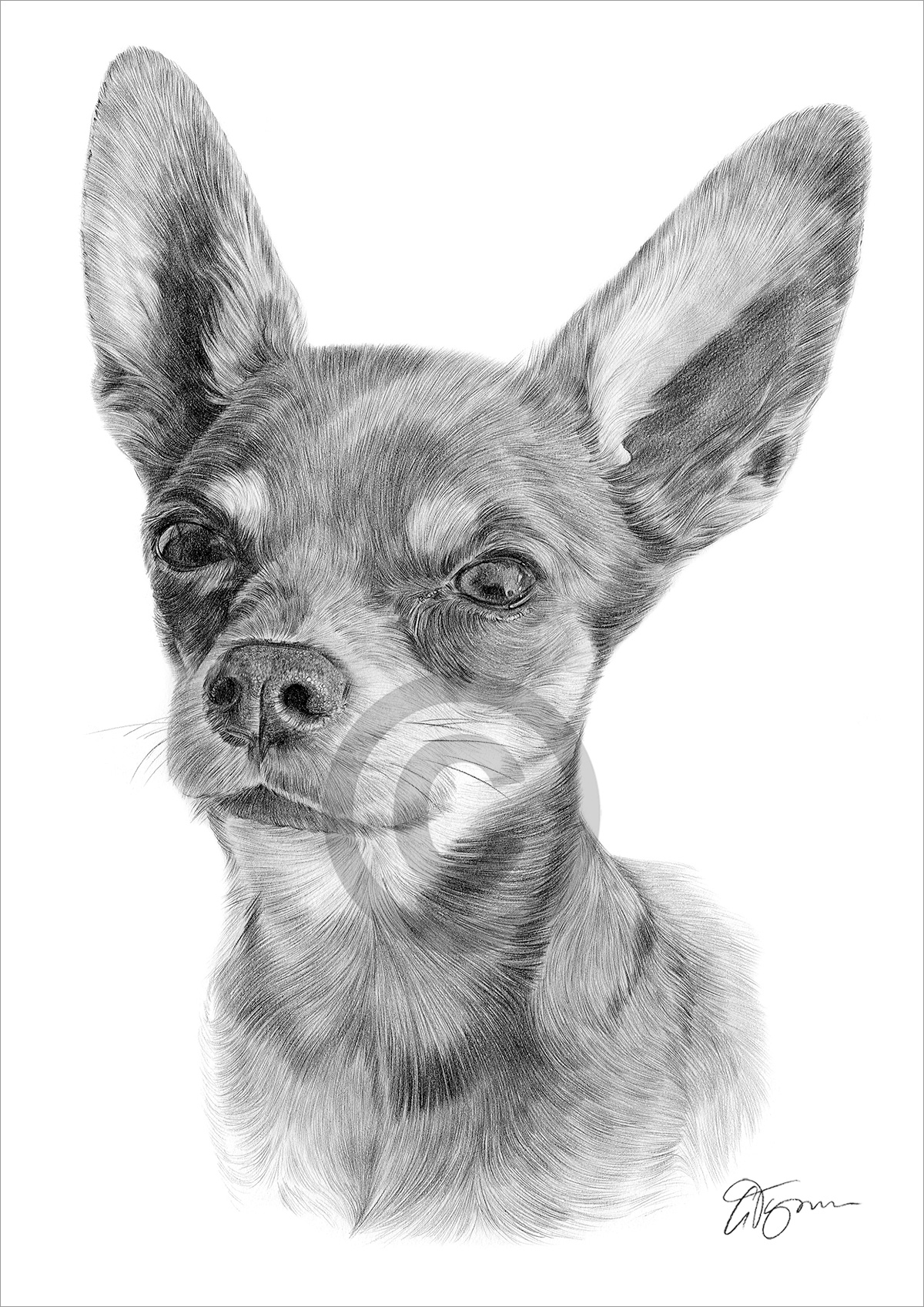 Pencil drawing of a black Chihuahua by artist Gary Tymon