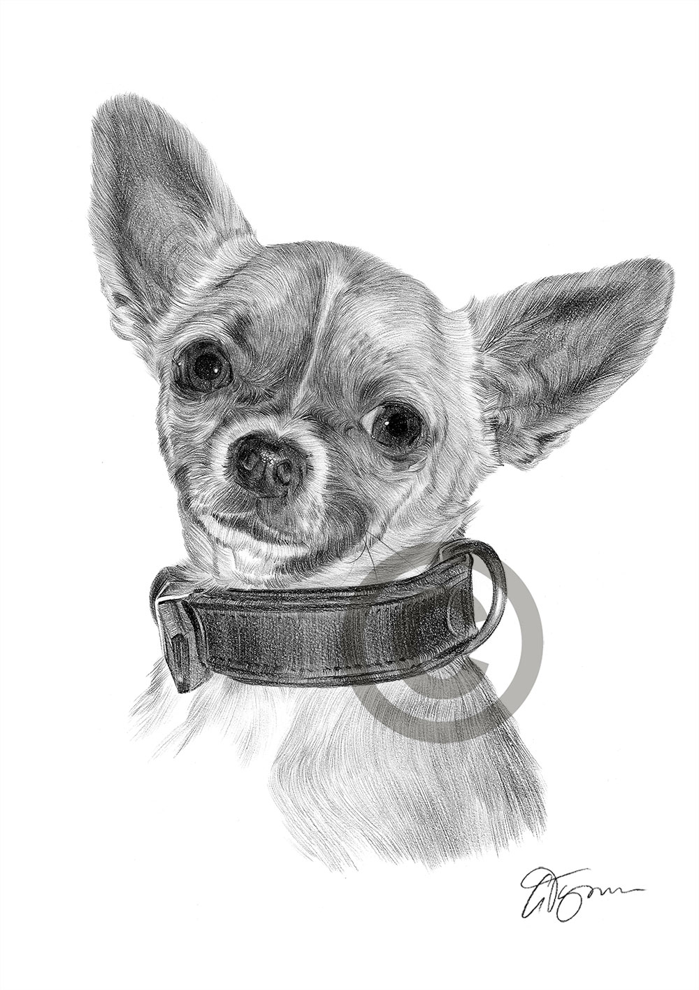 Pencil drawing of a Chihuahua by artist Gary Tymon