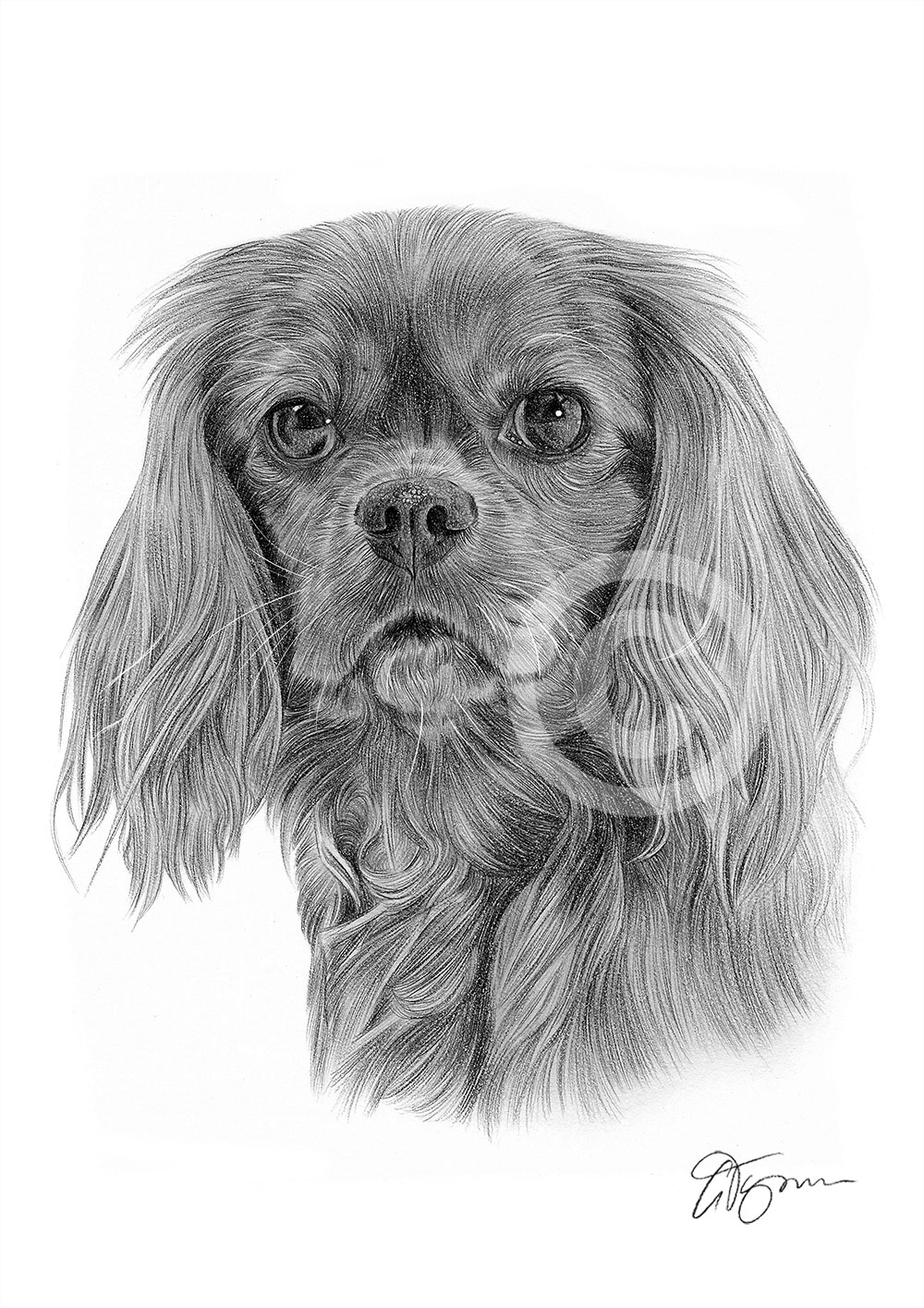 Pencil drawing of a King Charles Spaniel by artist Gary Tymon
