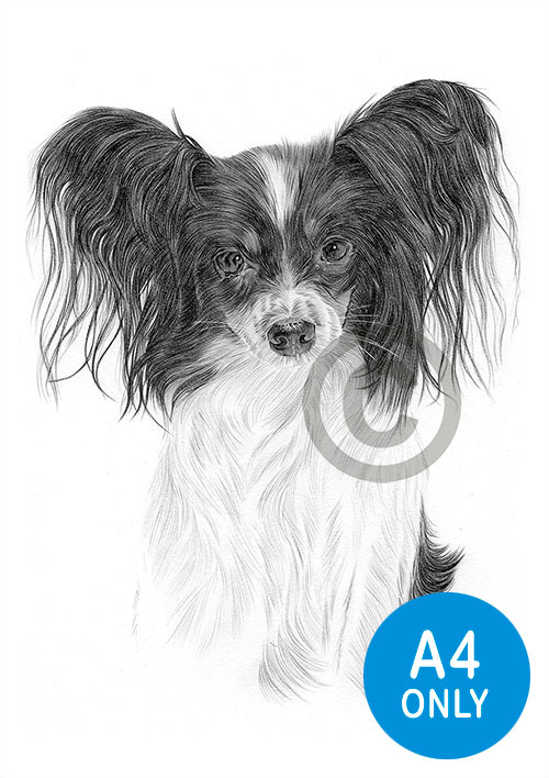 Pencil drawing of a Papillon