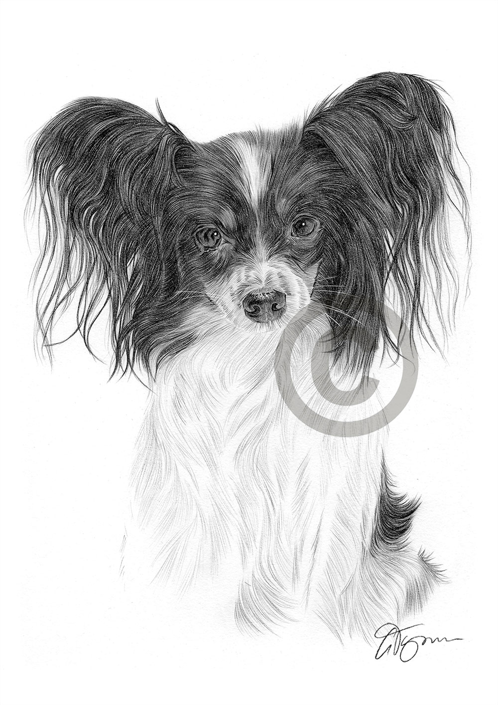 Pencil drawing of a Papillon by artist Gary Tymon
