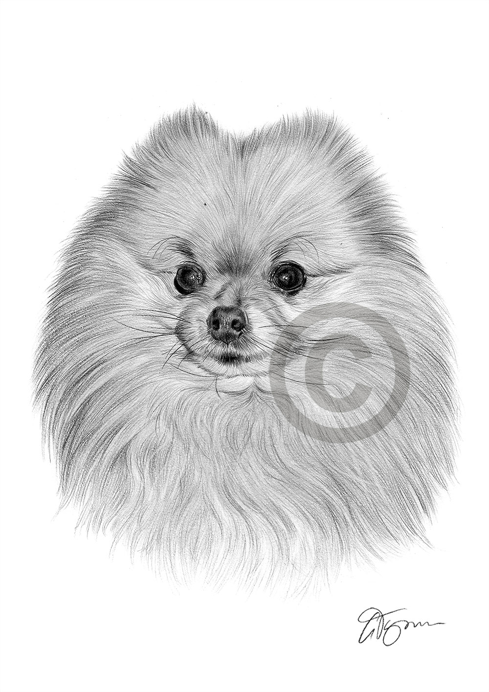 Pencil drawing of a Pomeranian by artist Gary Tymon