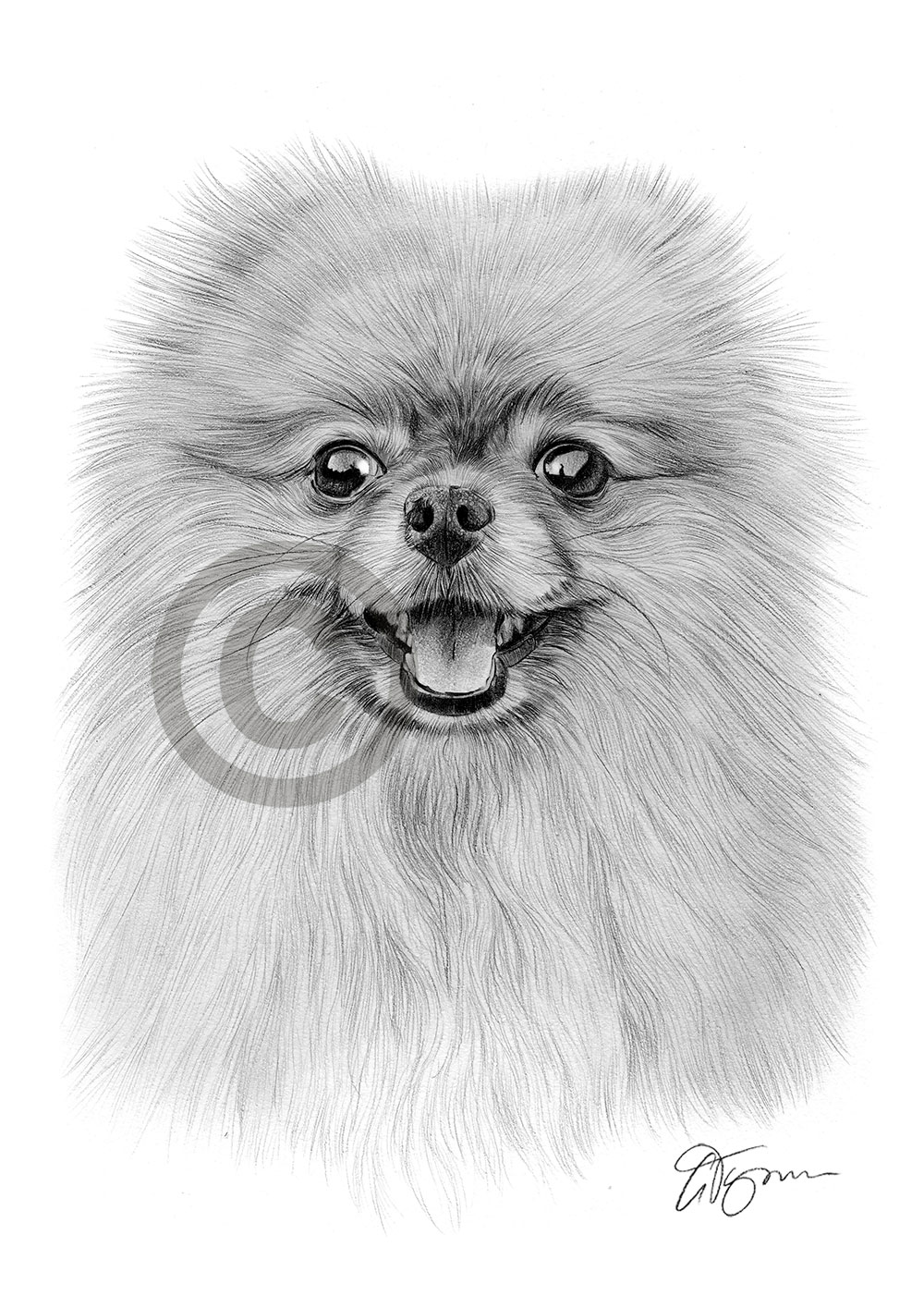 Pencil drawing of an adult Pomeranian by artist Gary Tymon