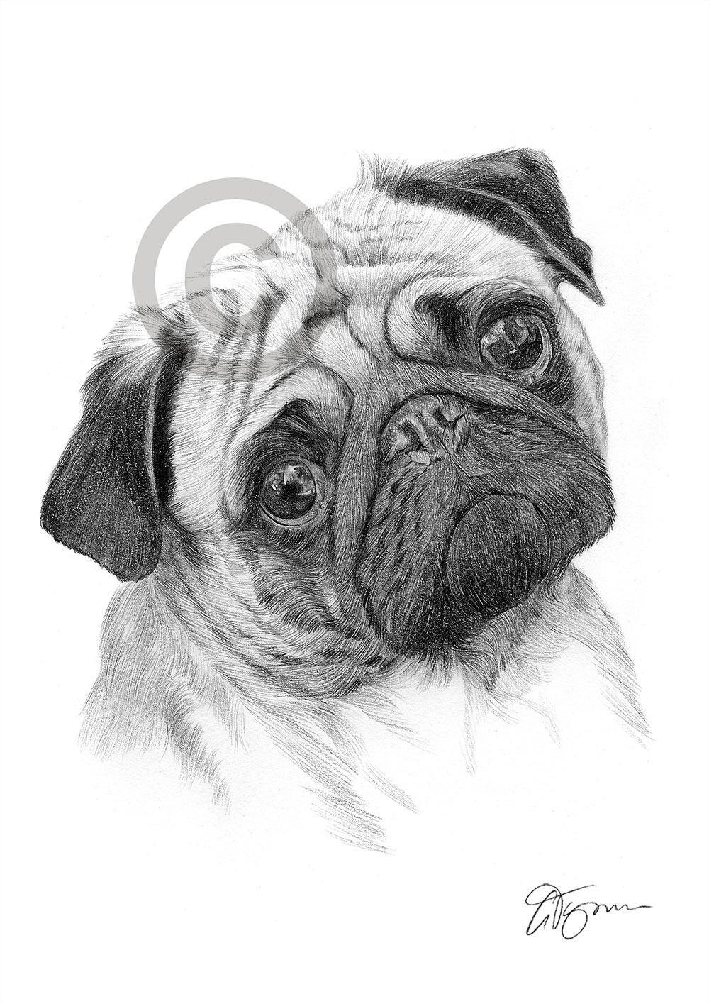 Pencil drawing of a Pug by artist Gary Tymon