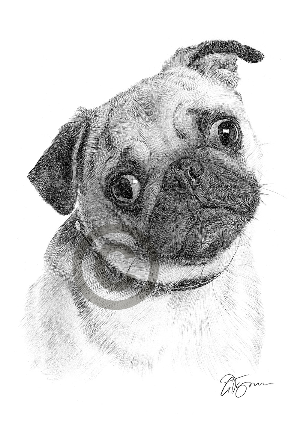 Pencil drawing of a young Pug by artist Gary Tymon