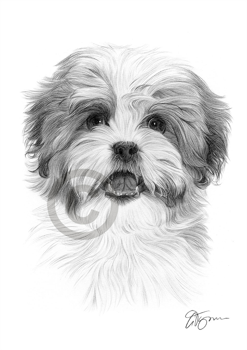 Pencil drawing of a young Shih Tzu by artist Gary Tymon