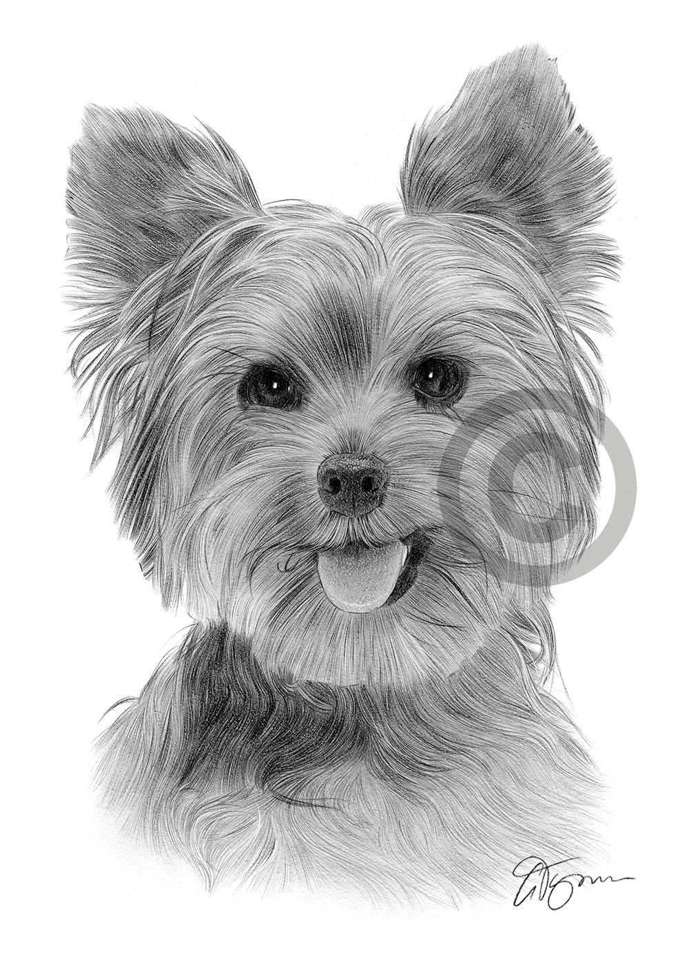 Pencil drawing of an adult Yorkshire Terrier by artist Gary Tymon