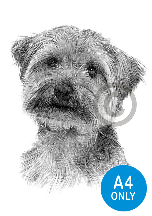 Pencil drawing of a young Yorkshire Terrier