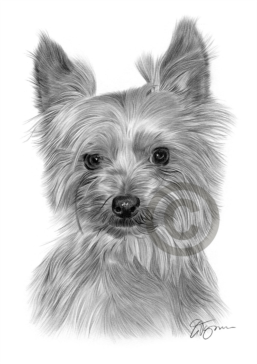 Pencil drawing portrait of a Yorkshire Terrier by artist Gary Tymon