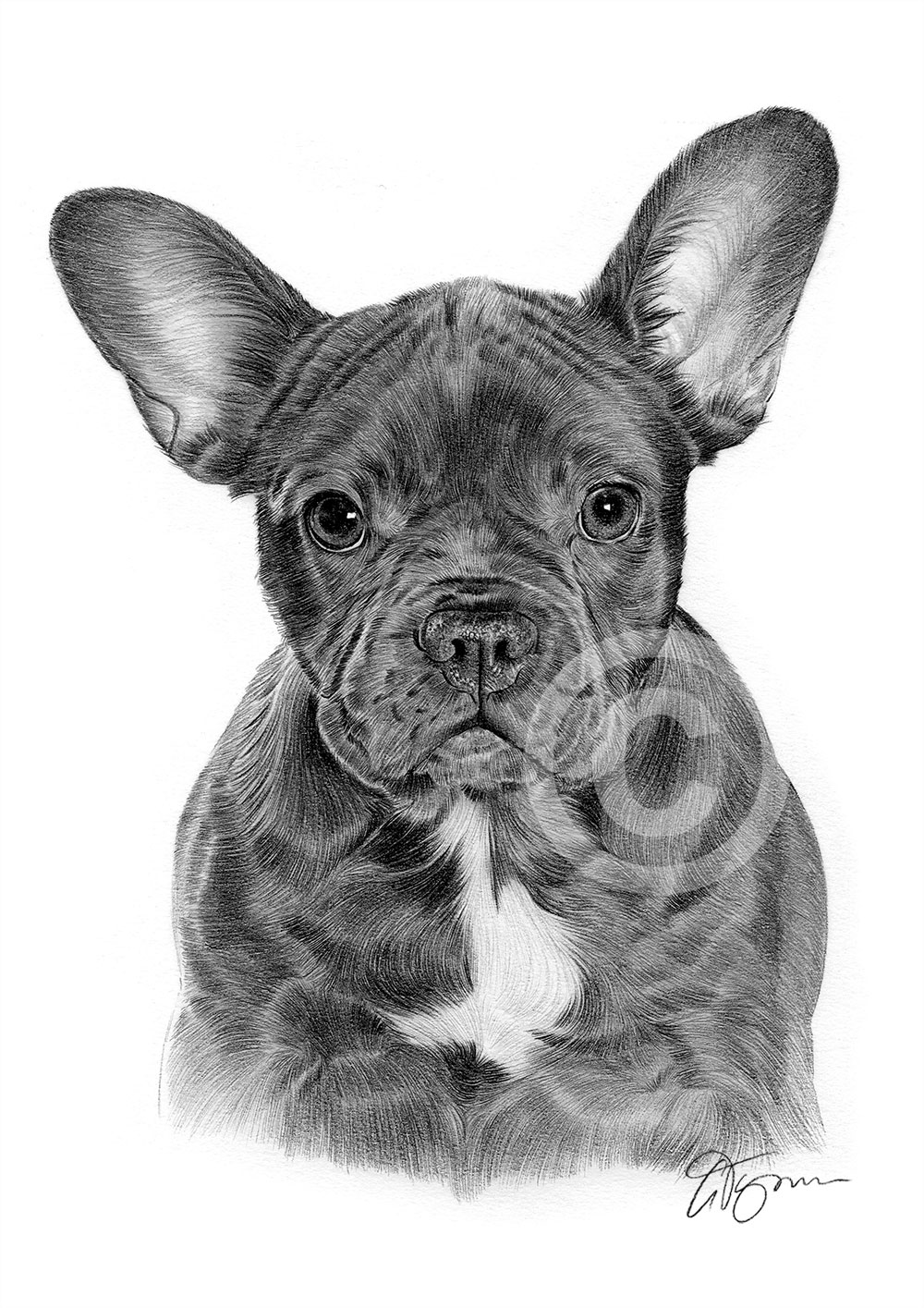 Pencil drawing of a black French Bulldog by artist Gary Tymon