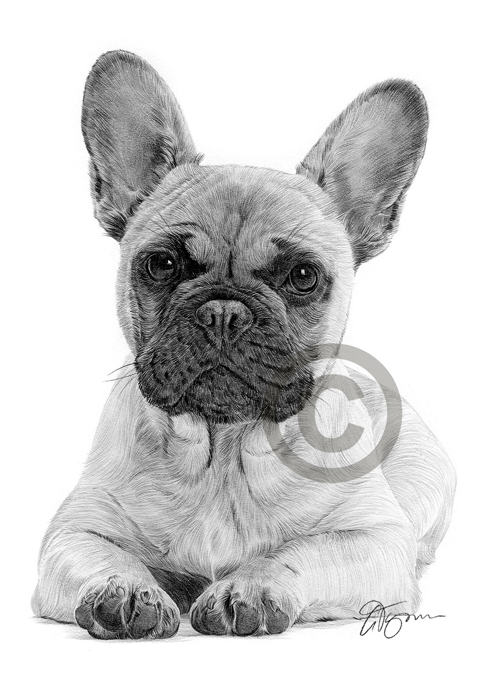 Pencil drawing of a young French Bulldog by artist Gary Tymon