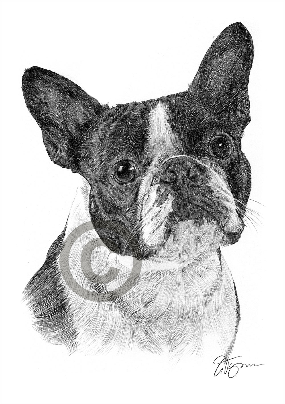 Pencil drawing of a Boston Terrier by artist Gary Tymon