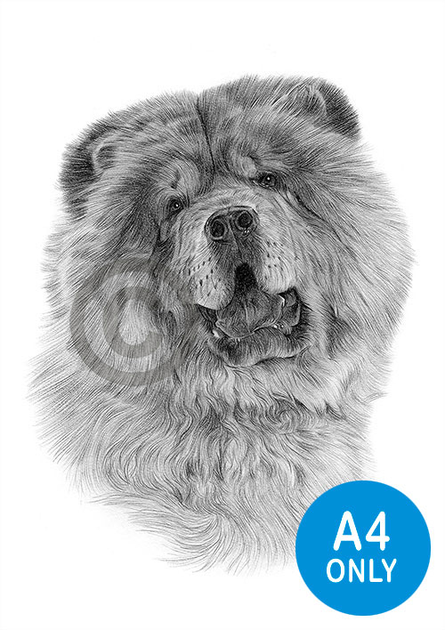Pencil drawing of a Chow Chow