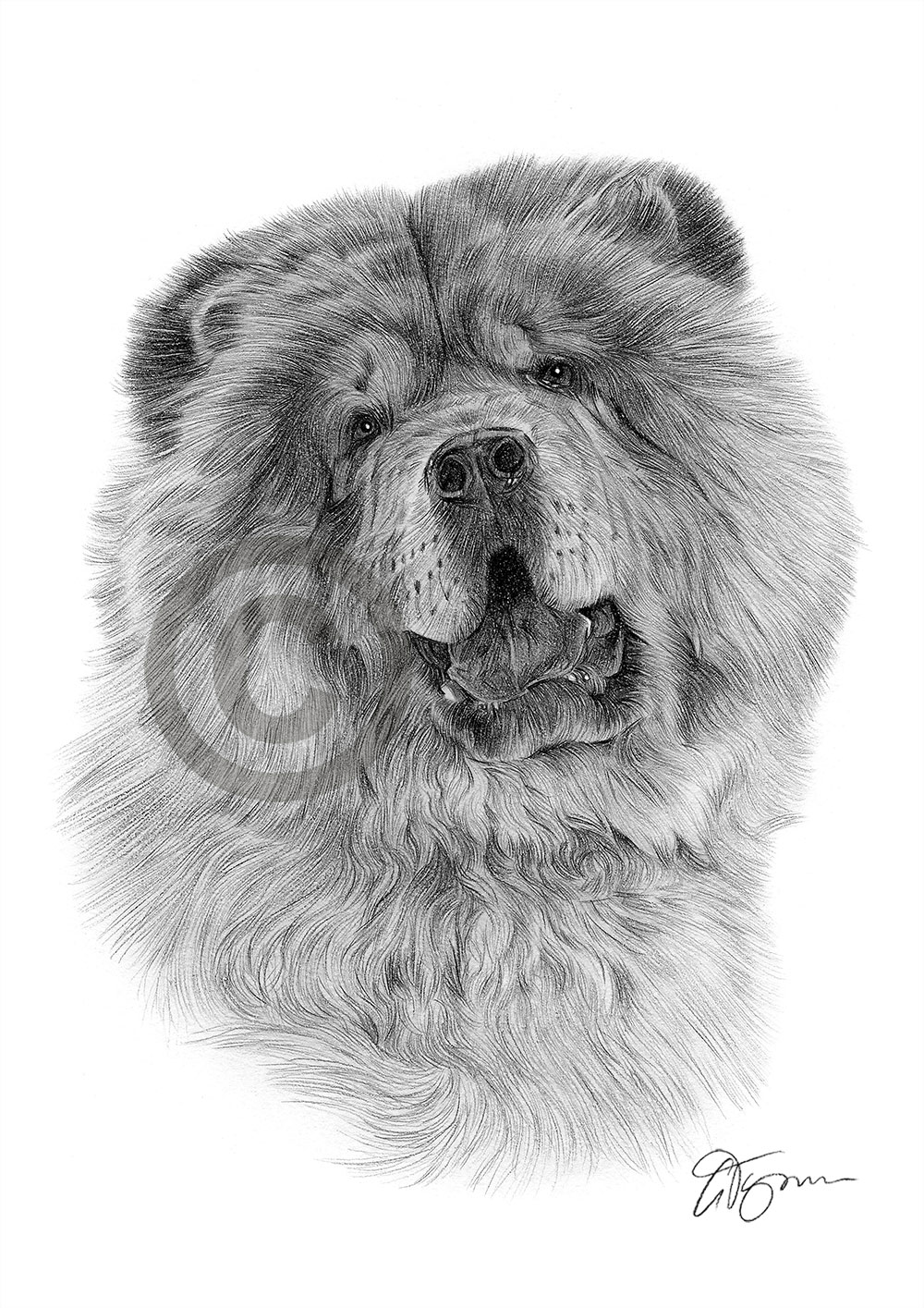 Pencil drawing of a Chow Chow by artist Gary Tymon