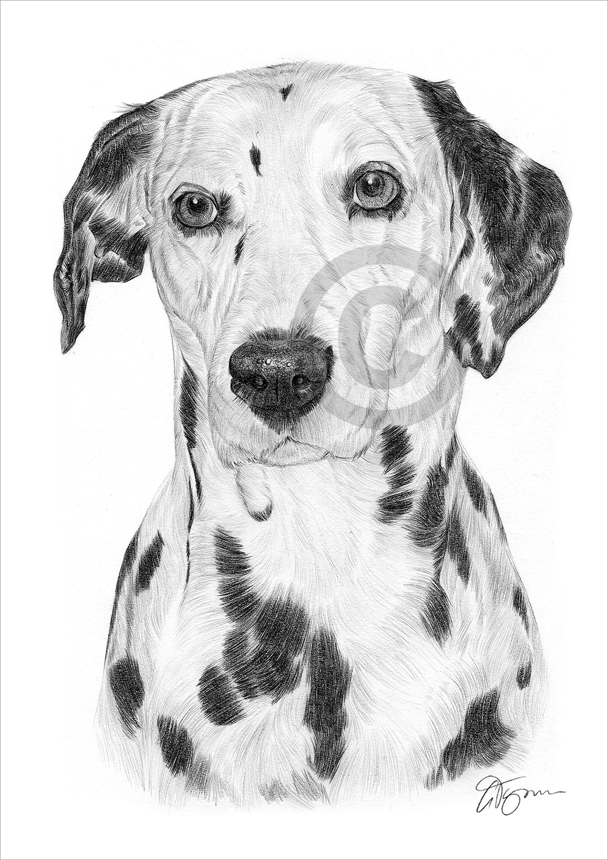Pencil drawing of an adult Dalmation by artist Gary Tymon