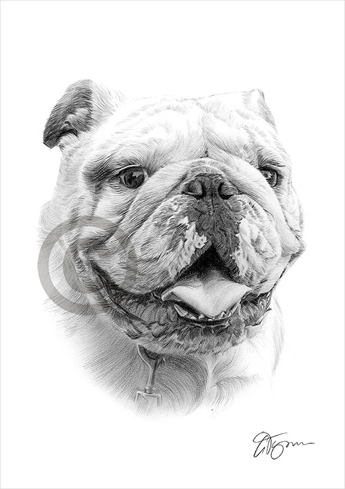 Pencil drawing of a English Bulldog