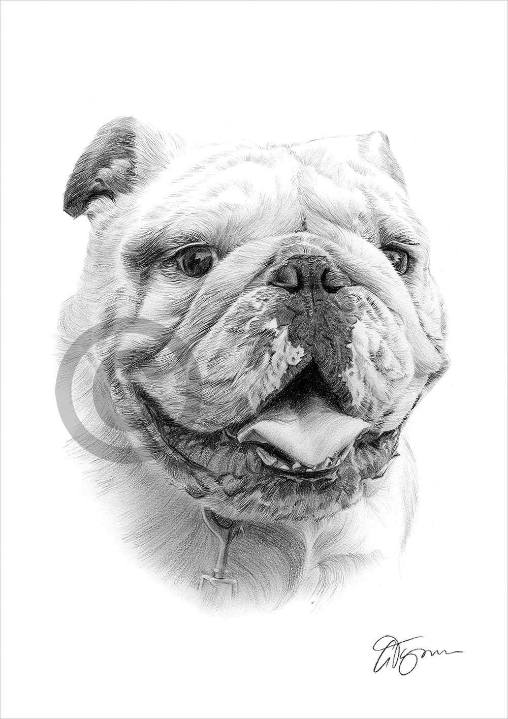 Pencil drawing of an English Bulldog by artist Gary Tymon