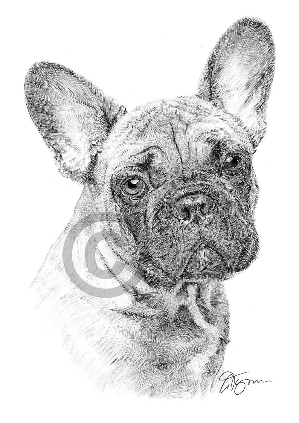Pencil drawing of a French Bulldog by artist Gary Tymon
