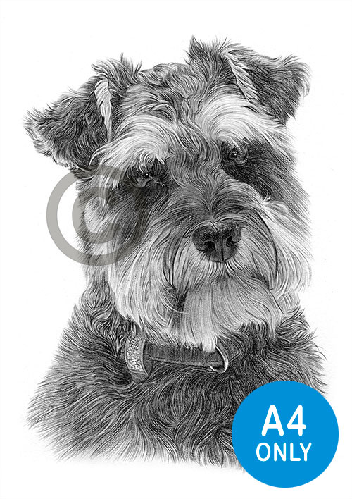 Pencil drawing of a Schnauzer