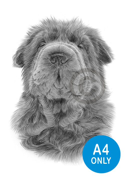 Pencil drawing of a Shar Pei