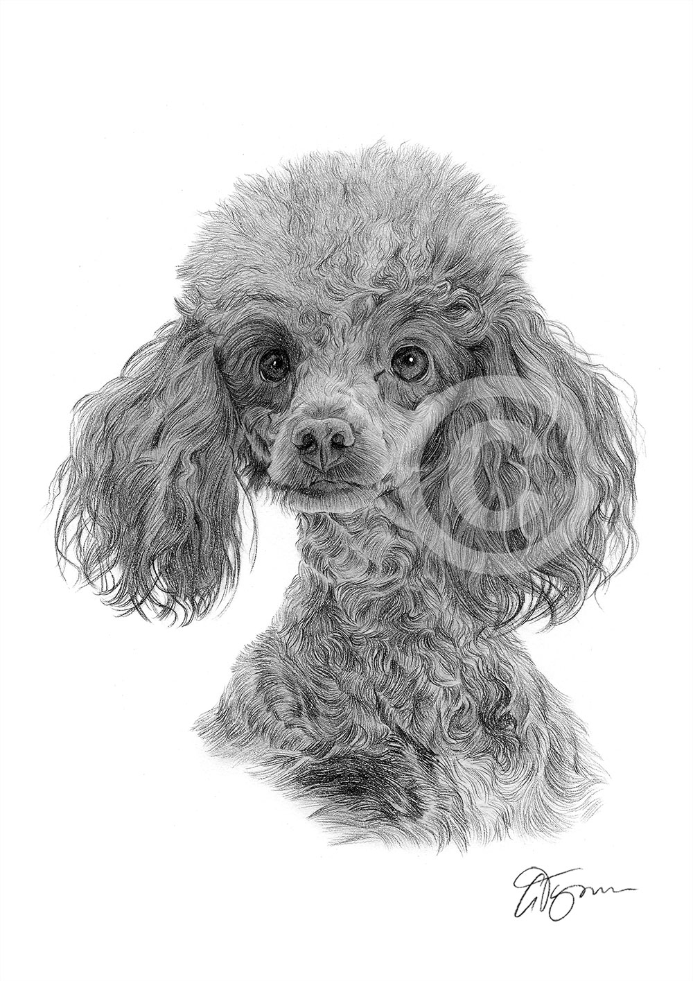 Pencil drawing of a Toy Poodle by artist Gary Tymon