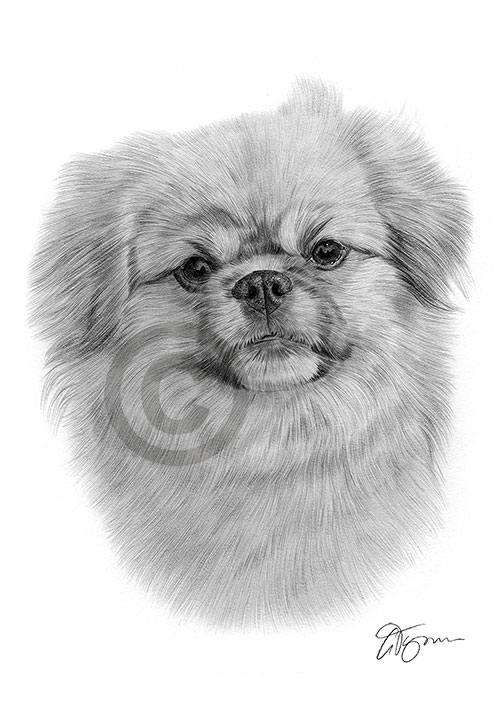 Pencil drawing of a young Tibetan Spaniel