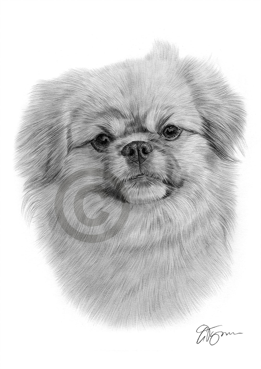 Pencil drawing of a young Tibetan Spaniel by artist Gary Tymon
