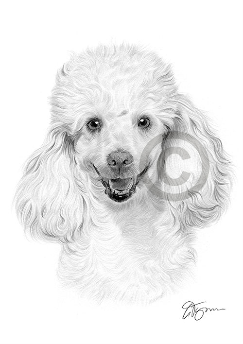 Pencil drawing of a young Toy Poodle