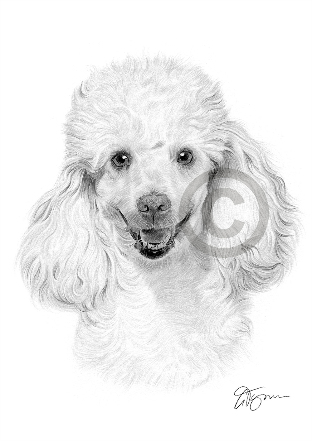 Pencil drawing of a young Toy Poodle by artist Gary Tymon