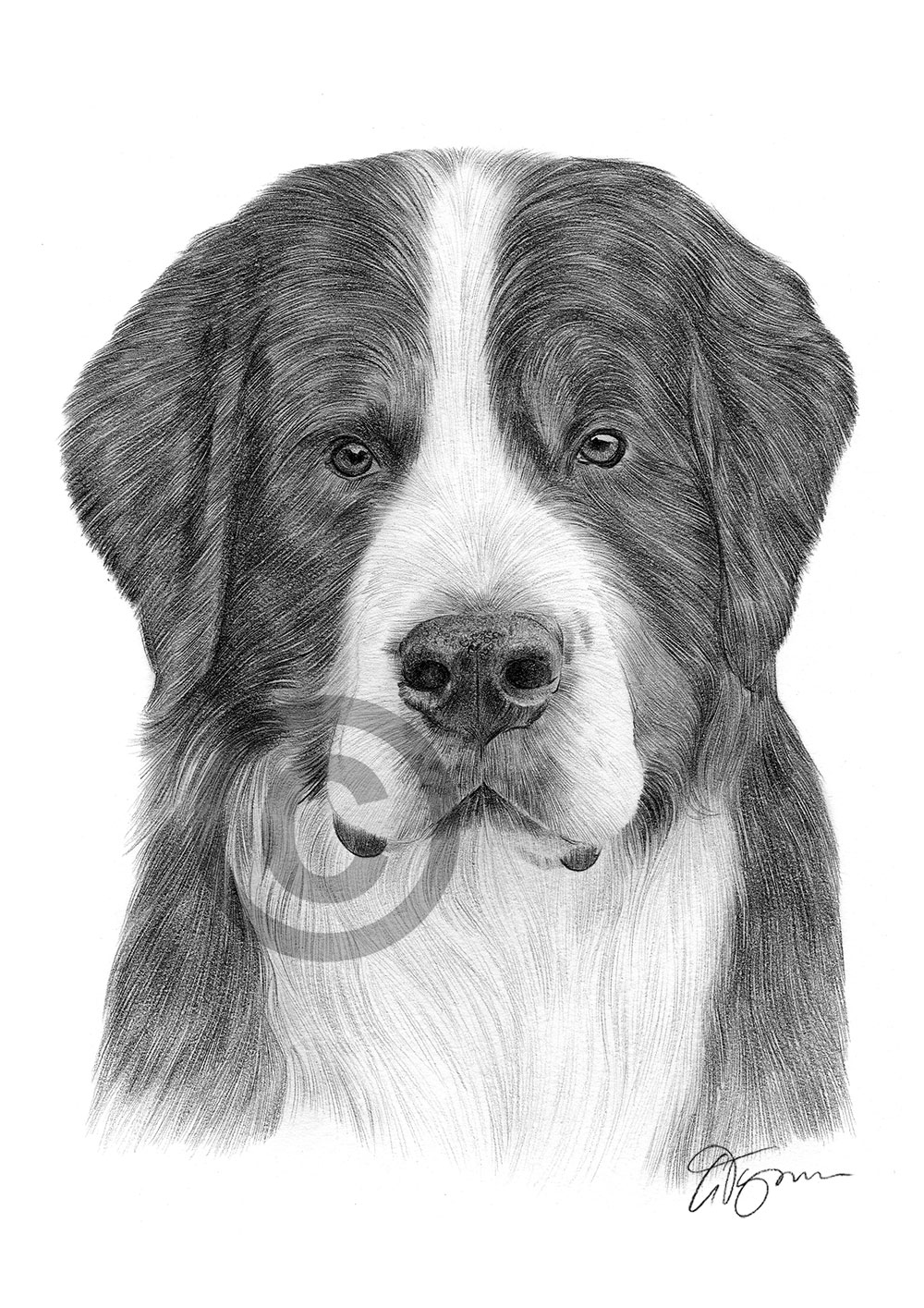 Pencil drawing of a Bernese Mountain Dog by artist Gary Tymon