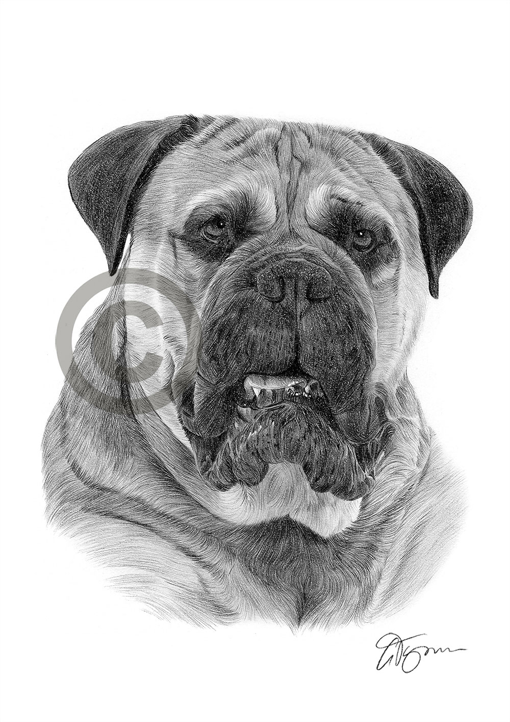 Pencil drawing of a Bullmastiff by artist Gary Tymon