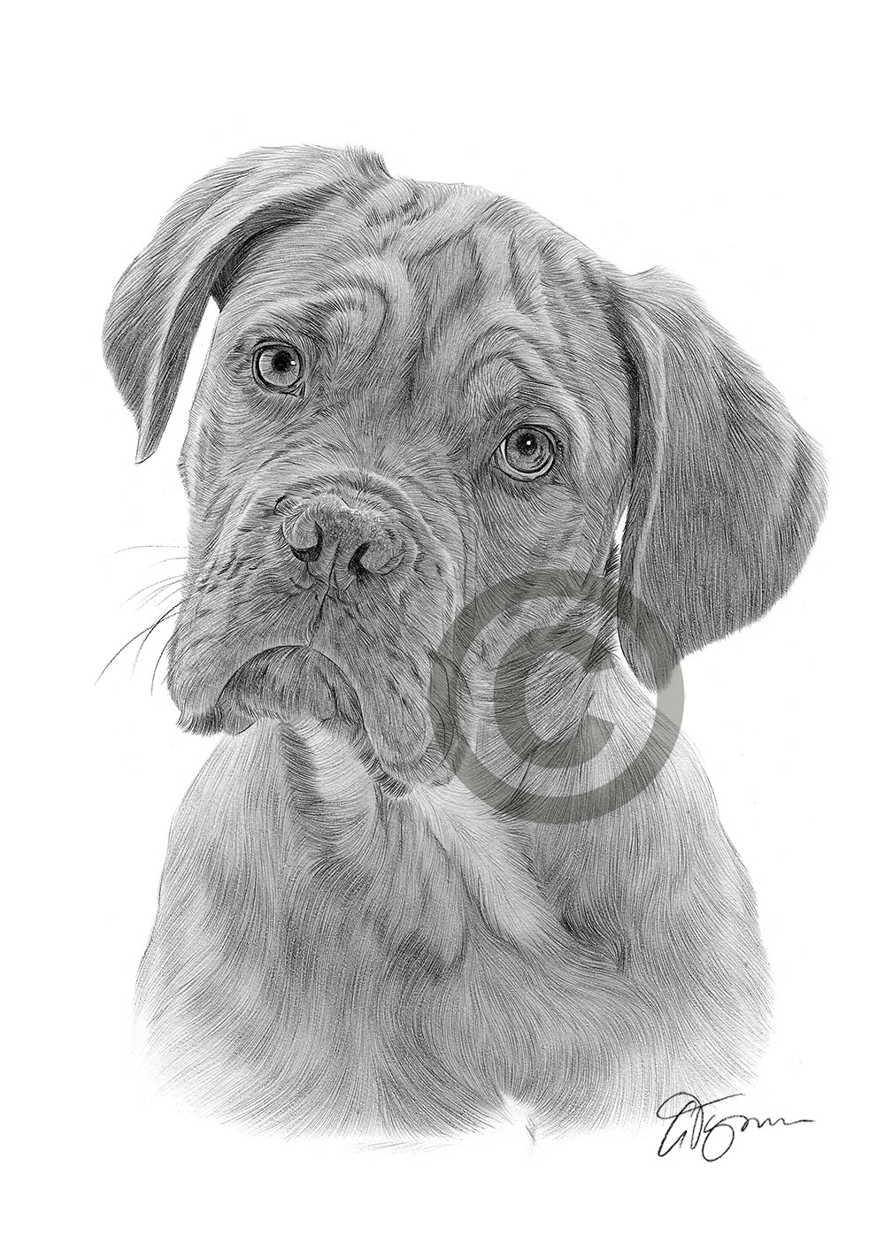 Pencil drawing of a Dogue De Bordeaux by artist Gary Tymon