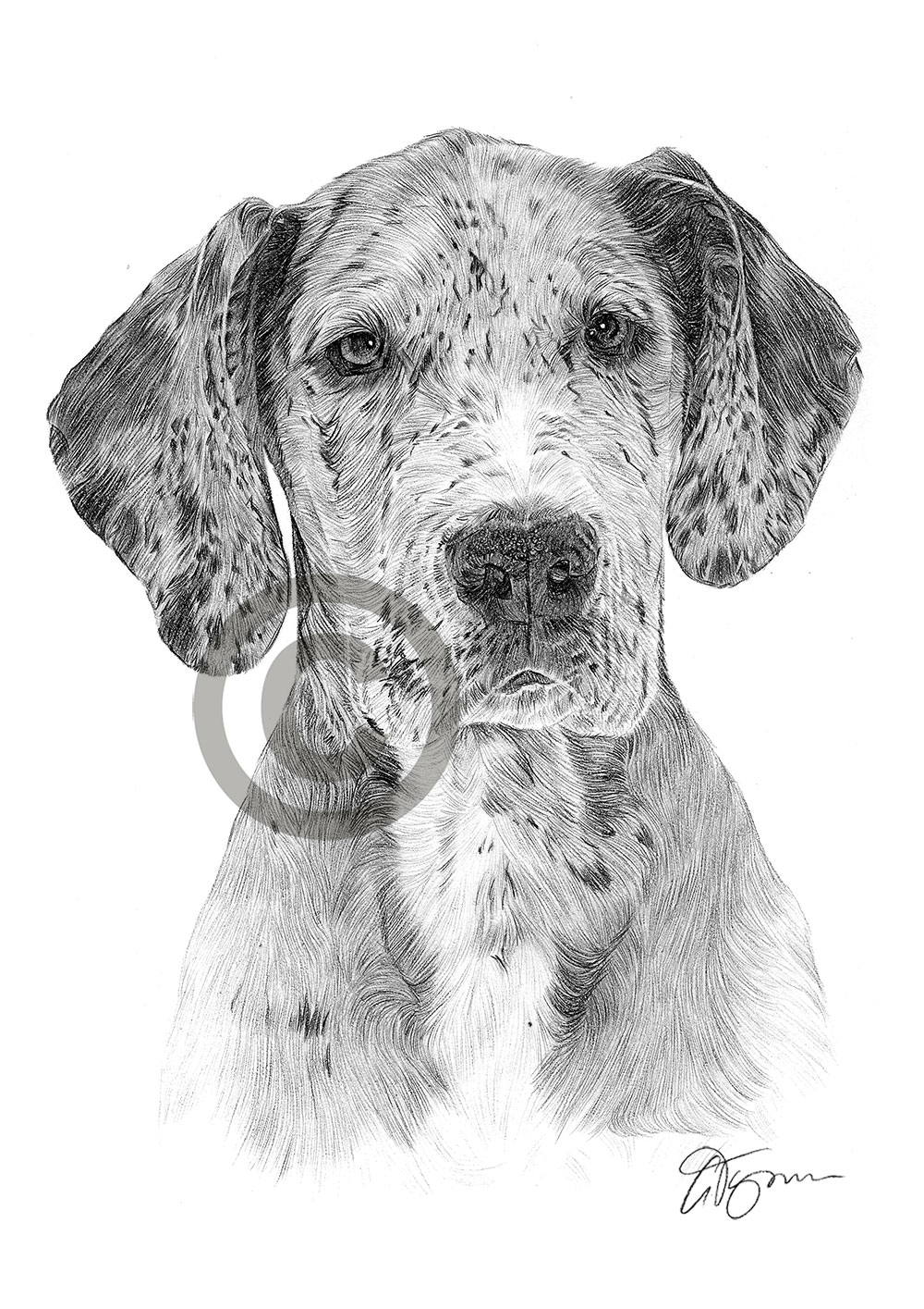 Pencil drawing of a Great Dane by artist Gary Tymon