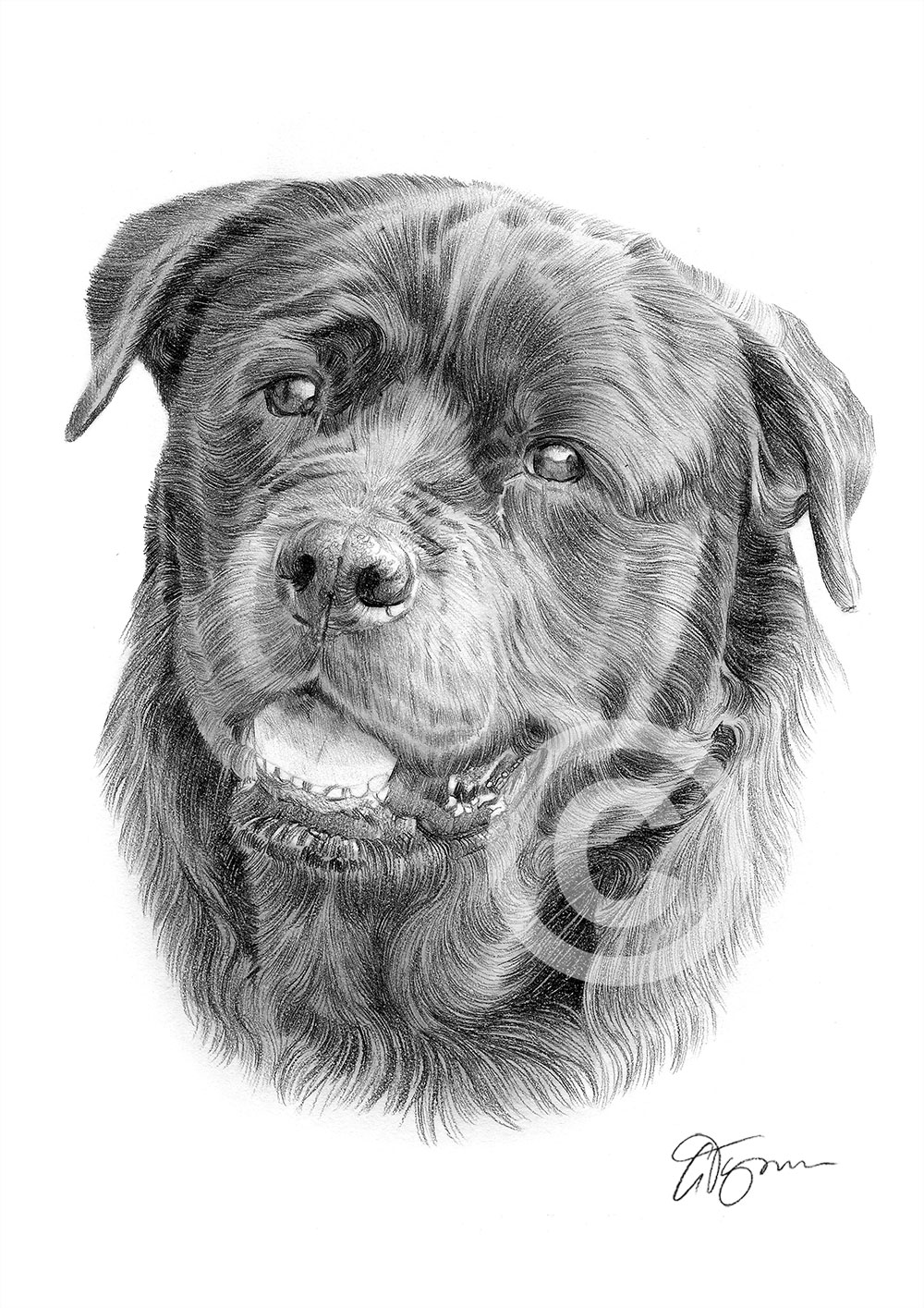 Pencil drawing of a Rottweiler by artist Gary Tymon