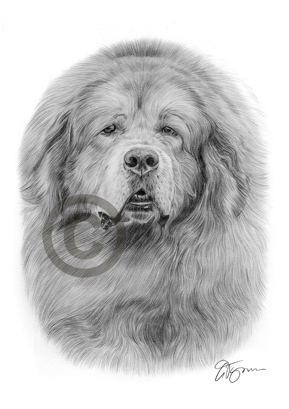 Pencil drawing of a Tibetan Mastiff by artist Gary Tymon