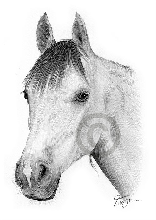 Pencil drawing of an Arab stallion