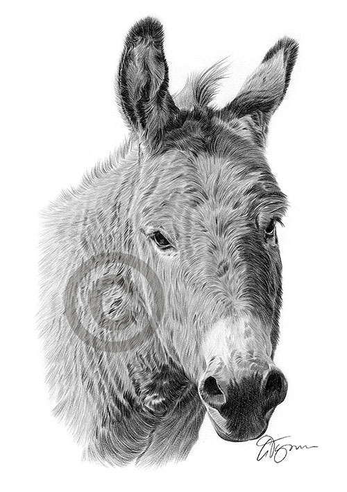 Pencil drawing of a donkey
