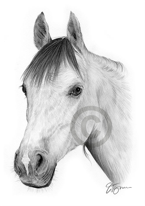 Pencil drawing of a horse