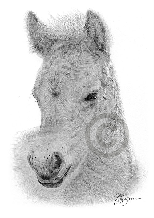 Pencil drawing of a Fjord Foal